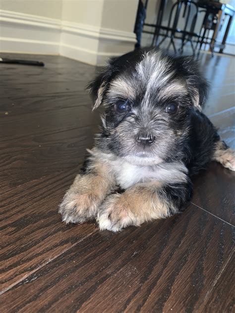 Puppys cocker spaniard mix with Chihuahua. . Puppies for sale fort worth